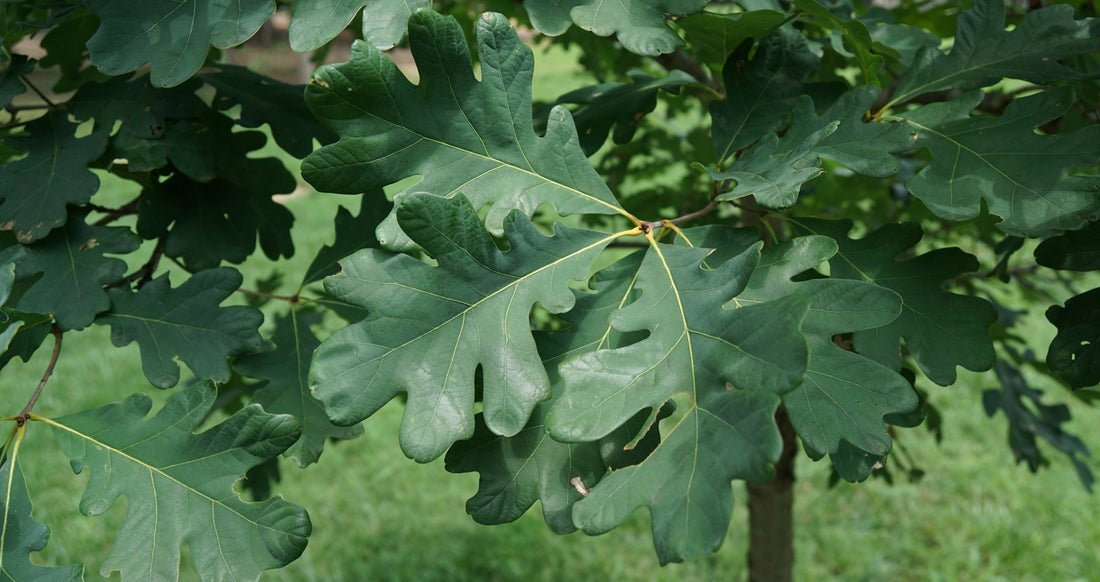 Plant of the Month: White Oak