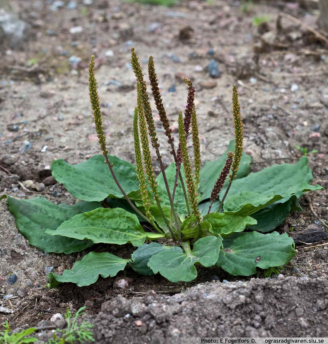 Plant of the Month: Common Plantain